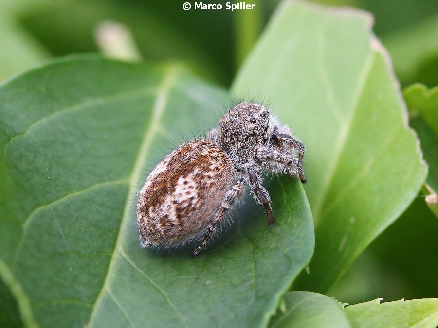 Giovane femmina di P. Chrysops ?